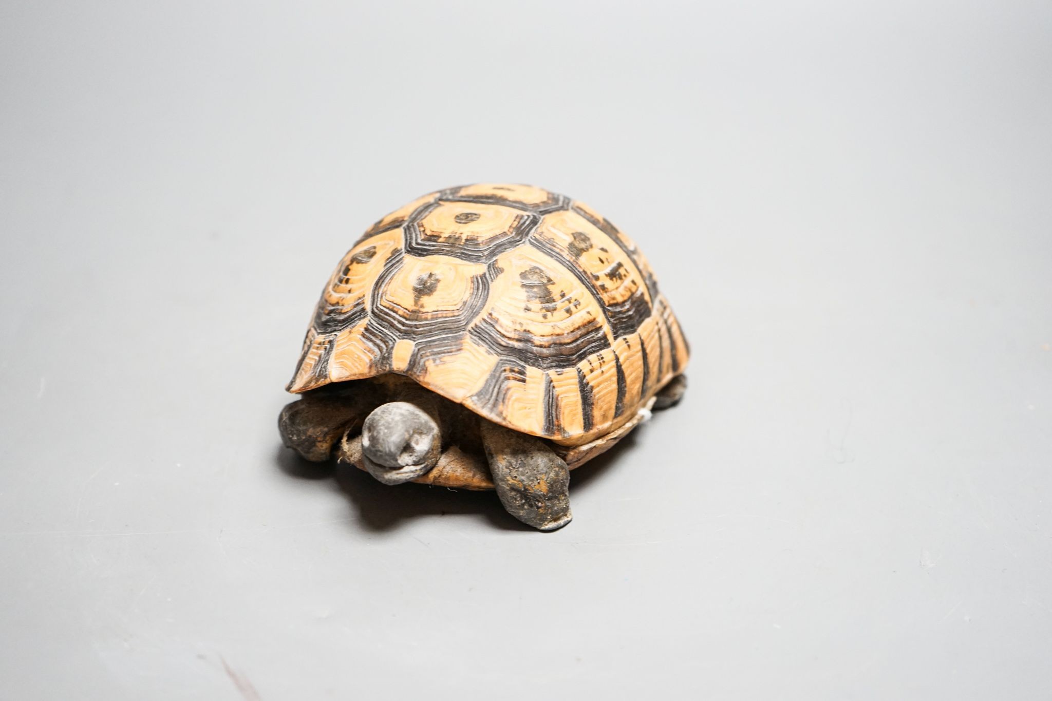 A tortoise carapace inkwell, 14cm